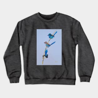 Australian Blue Wrens - birds Crewneck Sweatshirt